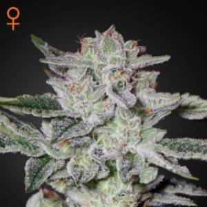 Green House - Sweet Valley Kush - 10 fem