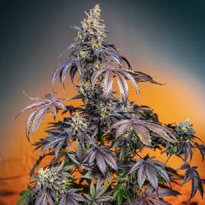 Sweet Seeds - Auto Red Gorilla Girl XL - 5+2 auto
