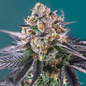Sweet Seeds - Auto Red Strawberry Banana - 5+2 auto