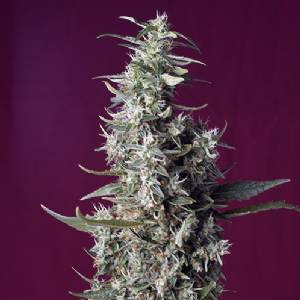 Sweet Seeds - Sweet Cherry Pie - 5+2 fem