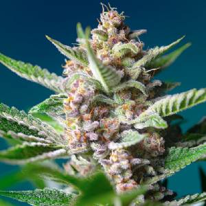 Sweet Seeds - Purple Punch OG - 5+2 fem