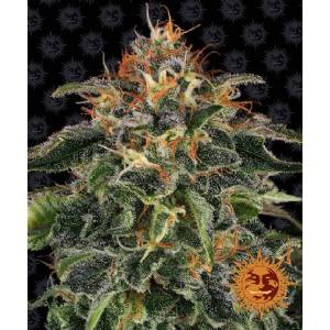 Barney s Farm - Moby Dick - 3 fem