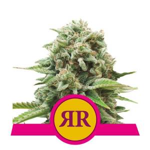Royal Queen Seeds - Royal Runtz - 5 fem