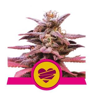 Royal Queen Seeds - Wedding Crasher - 10 fem