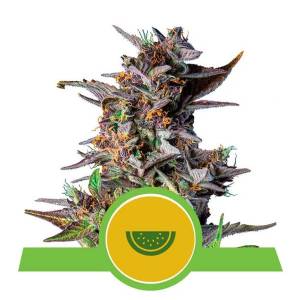 Royal Queen Seeds - Auto Watermelon - 5 auto