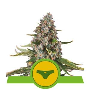 Royal Queen Seeds - Auto Sherbet Queen - 10 auto
