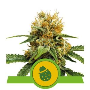 Royal Queen Seeds - Auto Do-Si-Dos - 5 auto