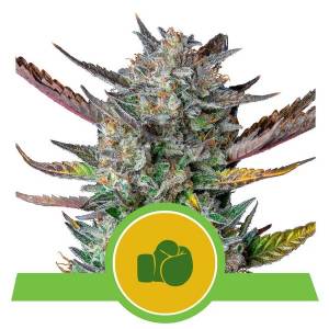 Royal Queen Seeds - Auto Purple Punch - 5 auto