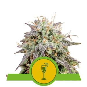 Royal Queen Seeds - Auto Mimosa - 1 auto