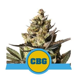 Royal Queen Seeds - Auto Royal CBG  - 1 auto