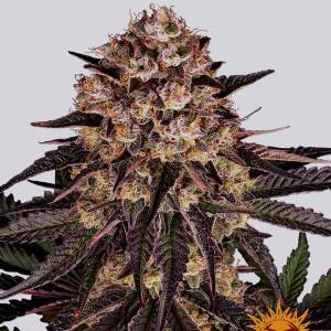 Barney s Farm - Biscotti Mintz - 5 fem