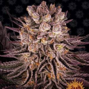 Barney s Farm - Mimosa x Orange Punch - 10 fem