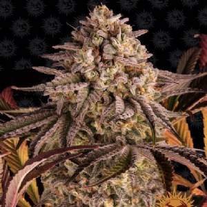 Barney s Farm - Blue Sunset  Sherbert - 1 fem