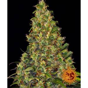 Barney s Farm - Auto Amnesia Haze - 5 auto