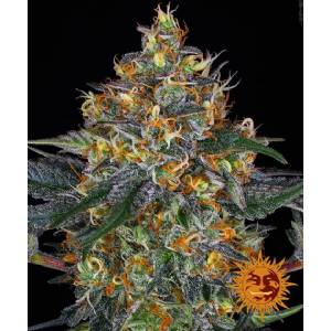 Barney s Farm - Auto Moby Dick - 5 auto