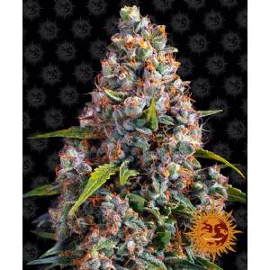 Barney s Farm - Auto Strawberry Cheesecake - 1 auto