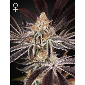 Green House - Dark Phoenix - 3 fem