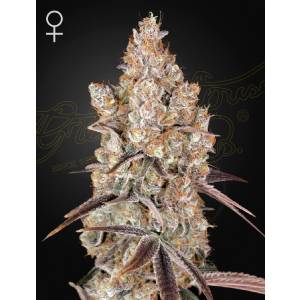 Green House - Holy Snow - 5 fem
