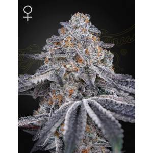 Green House - Velvet Moon - 5 fem