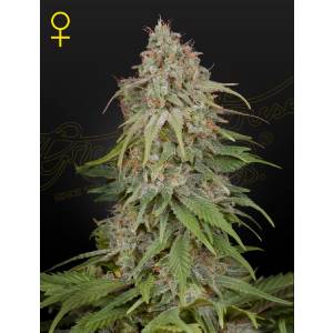 Green House - GH Amnesia- 10 fem