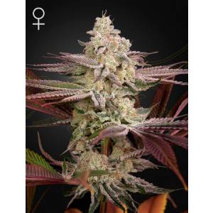 Green House - Chemical Bride - 10 Fem