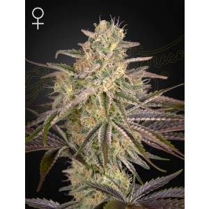 Green House - Cloud Walker - 10 Fem