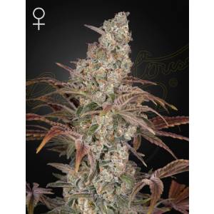 Green House - Jack’s Dream - 10 Fem