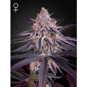 Green House - King’s Juice - 10 Fem