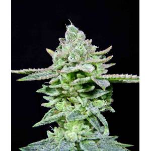 The Grateful Seeds - Dirty Pam - 3 fem