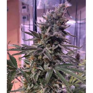 The Grateful Seeds - Hawaiian Pizza - 5 fem