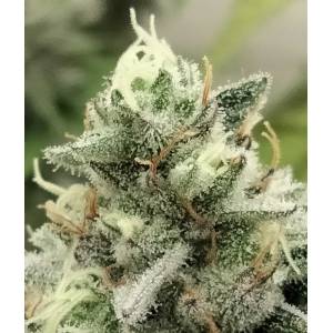 The Grateful Seeds - Blowrange - 5 fem 