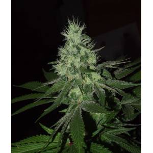 The Grateful Seeds - Frosted Madness - 5 fem