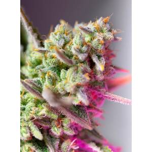 Sweet Seeds - Sweet Mimosa XL - 5+2 Auto