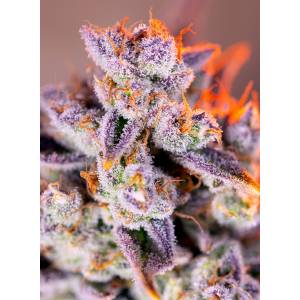 Sweet Seeds - Tropicanna Poison XL - 5+2 Auto