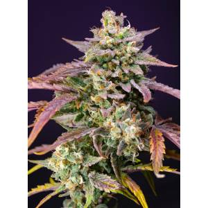 Sweet Seeds - Purple Punch OG XL - 5+2 Auto