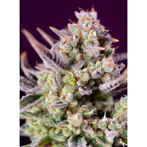 Sweet Seeds - Sweet Zenzation XL - 5+2 Auto
