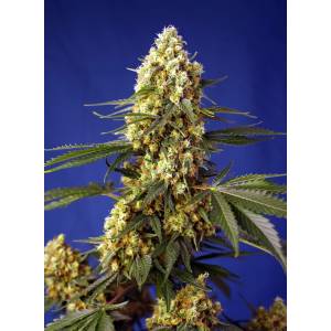 Sweet Seeds - Strawberry Banana Gelato XL - 5+2 Auto