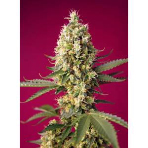Sweet Seeds - Skywalker OG Runtz XL - 5+2 Auto
