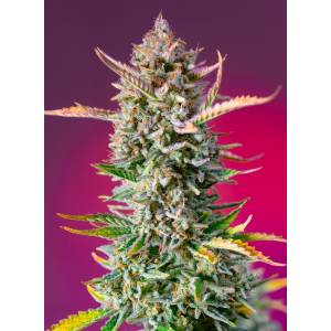 Sweet Seeds - Gorilla Sherbet F1 Fast Version - 3+1 Fem