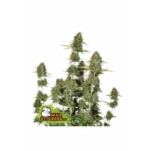 Seedstockers - Auto BCN Power Plant - 250 auto
