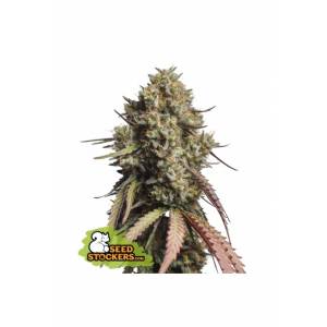 Seedstockers - Auto Gorilla Cookies - 5 auto