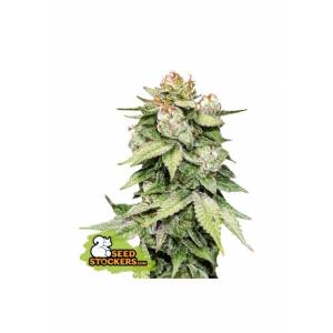 Seedstockers - Auto Gorilla Glue - 5 auto