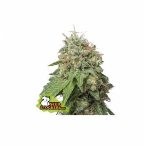 Seedstockers - Auto Green Crack - 5 auto