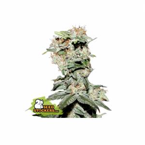 Seedstockers - BCN Critical XXL - 3 fem
