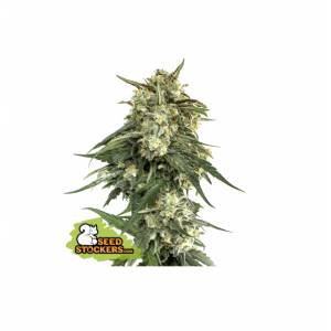Seedstockers - BCN Critical XXL Fast - 1 fem