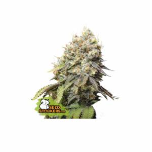 Seedstockers - Bruce Banner - 5 fem