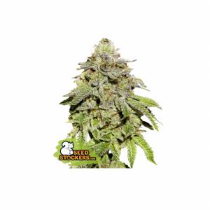 Seedstockers - Cookies and Cream - 5 fem