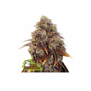 Seedstockers - Gelato 41 - 5 fem
