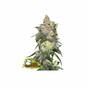 Seedstockers - Girl Scout Cookies - 3 fem
