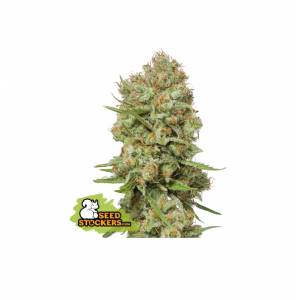 Seedstockers - Green Crack - 3 fem